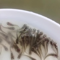 鮰鱼叉尾鮰鱼