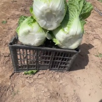 宁夏沙地白菜
