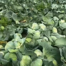 京丰一号扁包菜产地一手货源直供商超市场电商