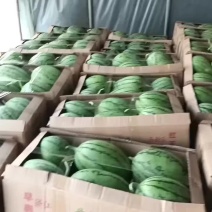 早春红玉