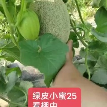 济南章丘哈密瓜基地