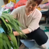 安徽芦苇叶，质量嘎嘎滴，量大充足，宽长软无虫。诚信经营