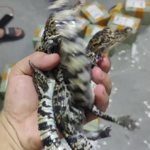 鳄鱼苗泰鳄苗