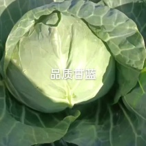 精品甘蓝，产地大量上货，一手货源，需要的老板抓紧联系