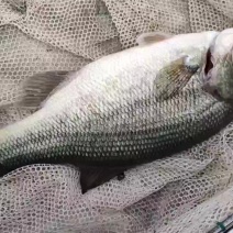 加州鲈鱼