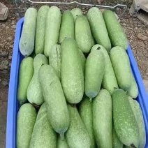 广西毛节瓜大量上市产地一手货源量大价优欢迎随时联系