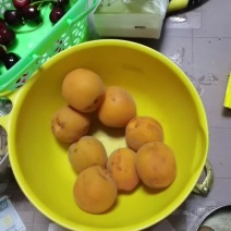 金太阳杏出售