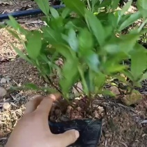 毛鹃杯苗
