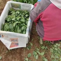 精品菠菜苗