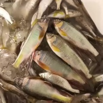 白鱼马口桃花鱼