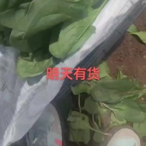 本地菠菜大量上市，提供一条龙服务，质优价廉，货源充足