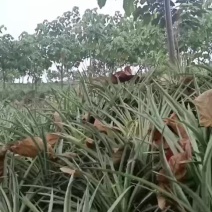西双版纳热带菠萝