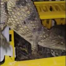 一米商品鳄鱼
