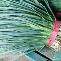 四季小葱大量现货欢迎下单