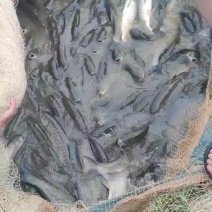 草鱼