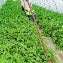 麒麟、美都西瓜上市
