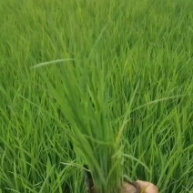 马莲