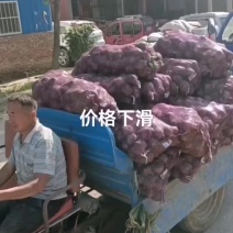 二红洋葱