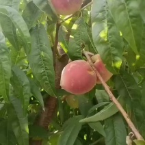 春雪毛桃大量上市中有需要联系我哦