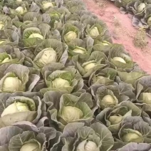 精品甘蓝大量有货，需要的老板前来洽谈
