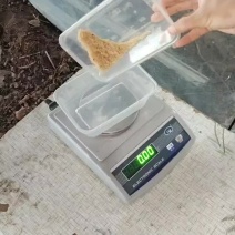 金蝉种苗幼虫