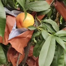 黄油上市，好吃脆甜，含有丰富的营养成份