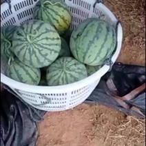 大棚美都西瓜头岔瓜