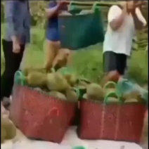 金枕榴蓮！肉質飽滿，香甜軟糯可口！大量现货欢迎选购