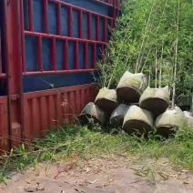 人面竹，罗汉竹