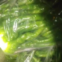精品螺丝椒大量上市