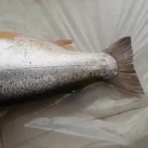 青海龙羊峡三文鱼