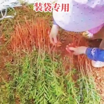 余甘果直生苗