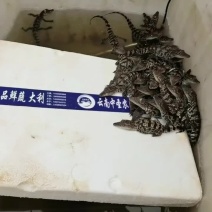 鳄鱼苗大鳄鱼鳄鱼肉营养价值高肉质细腻不油腻