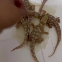 白化鳄鱼苗