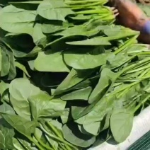 精品菠菜一条龙服务可视频看货质优价廉货源充足