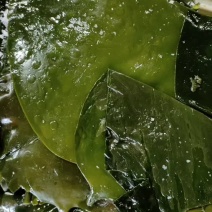 山东威海本地腌渍海带头一手货源，质量保证，量大价优。