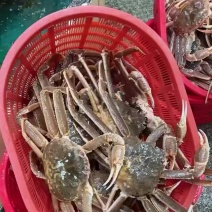 加州蚌，珍宝蟹，各种龙虾