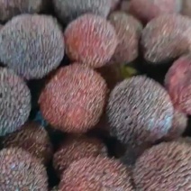 黑炭杨梅