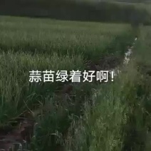 青海青蒜苗