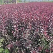 矮樱杯苗