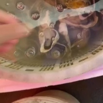 夏季潮汕深海蚝南澳生蚝