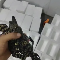 泰鳄头苗