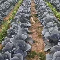 紫甘蓝，一周左右开园，需要的老板提前联系？一手货源