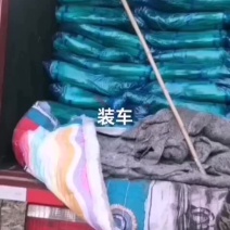 红帽蒜苔