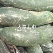 黑皮冬瓜-基地直供-保质保量-价格合理