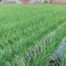 一点红蒜苗