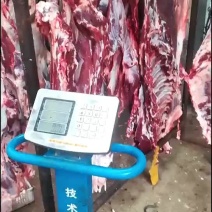 连云港当地黄牛黄牛肉