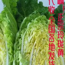 本地黄心大白菜大量上市，专业代收可全国各地发货。
