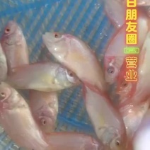 红罗非彩红雕白腊红腊豹纹罗非苗脆肉红罗非种苗