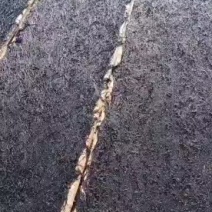 霞浦头水菜，原场地